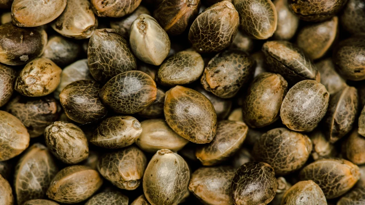 A close-up shot of cannabis seeds